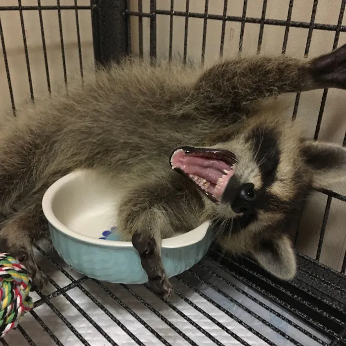 86 Trash Panda Pics That Prove They're The Cutest Animal In The World