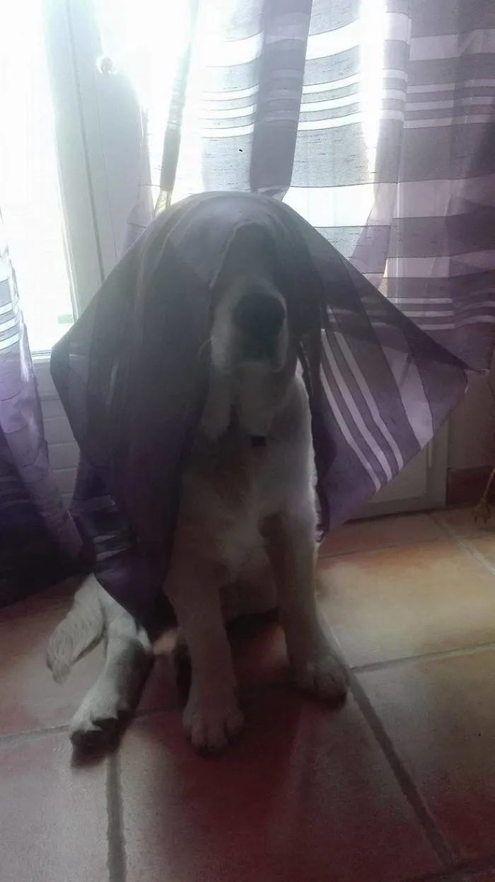 Pharaon Mango In The Curtain Valley