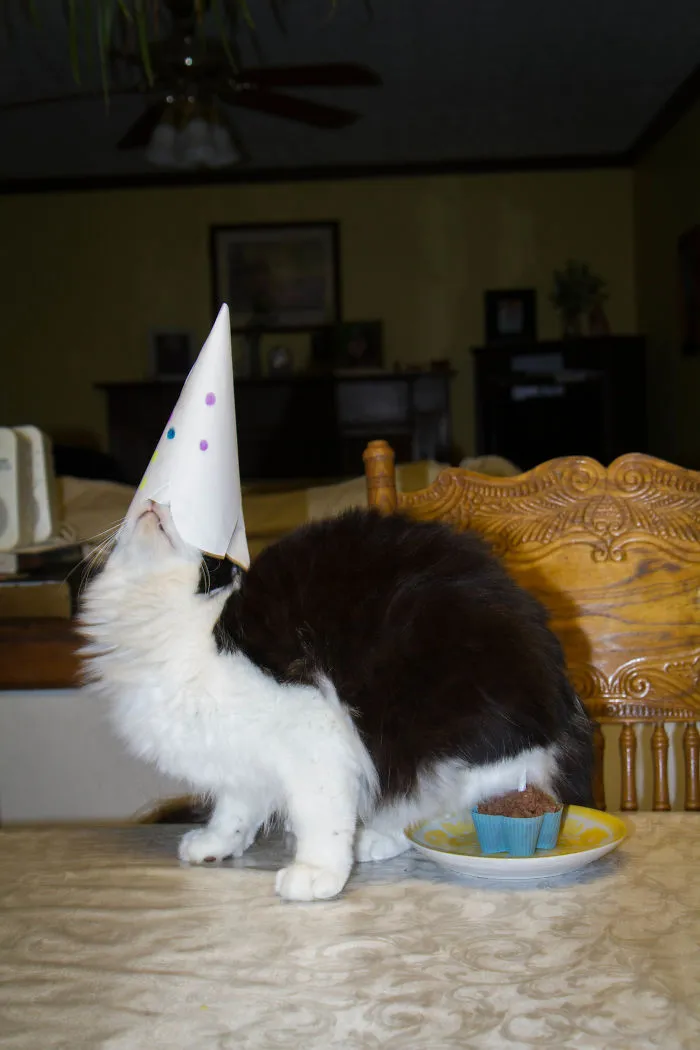 Griffin Doesn't Get Birthdays