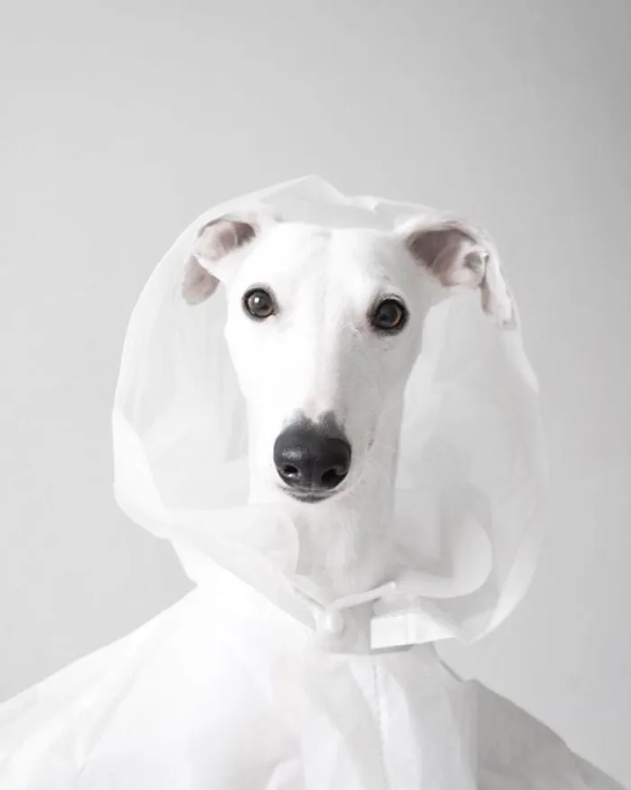 White Dog