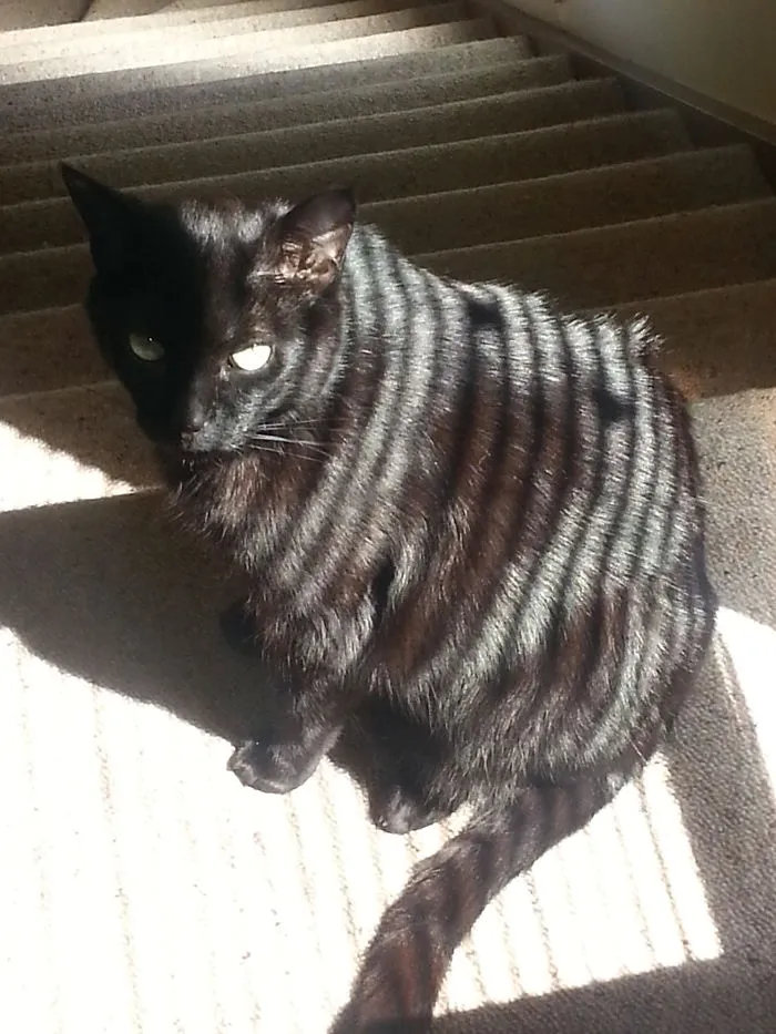 Milo The Sun Tiger