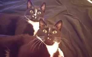 Figo & Fago Twins