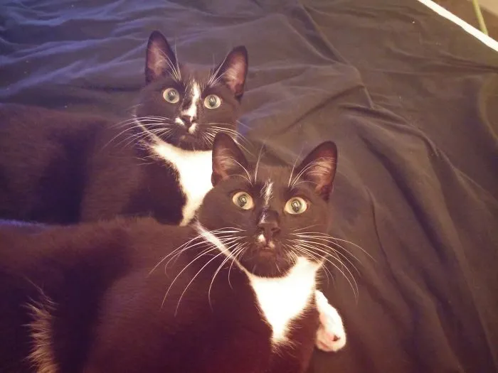 Figo & Fago Twins