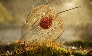 I Photograph Tiny, Magical Worlds