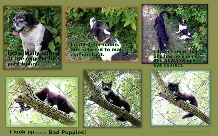 Has Anyone Seen My Cat?