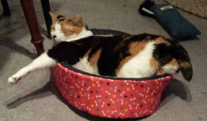 So Comfortable...
