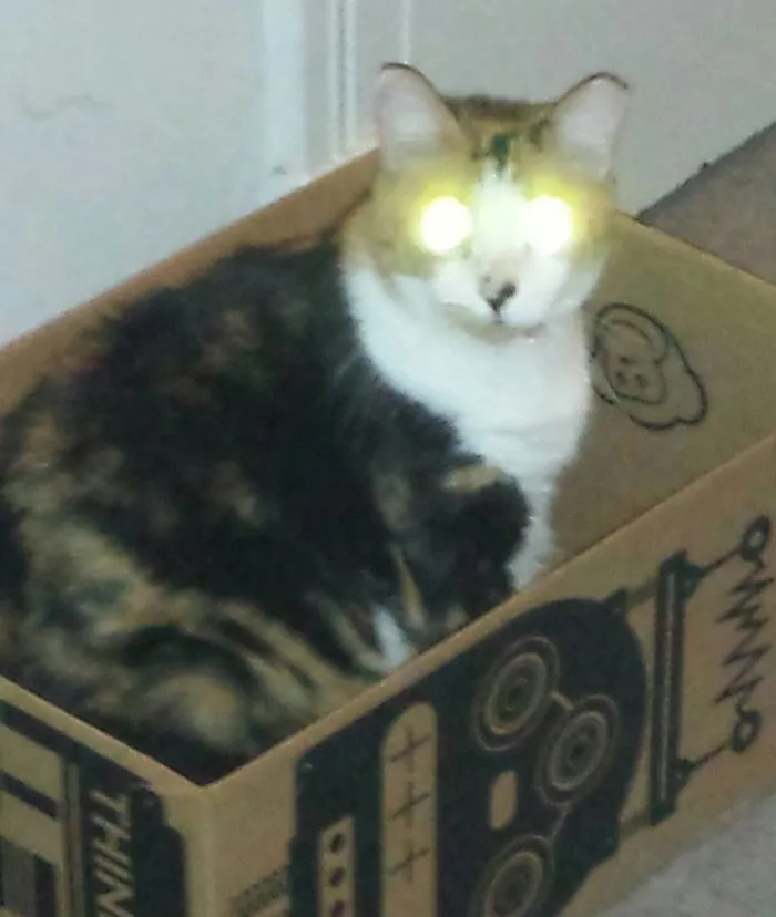 Transmogrification In 3...2...1...