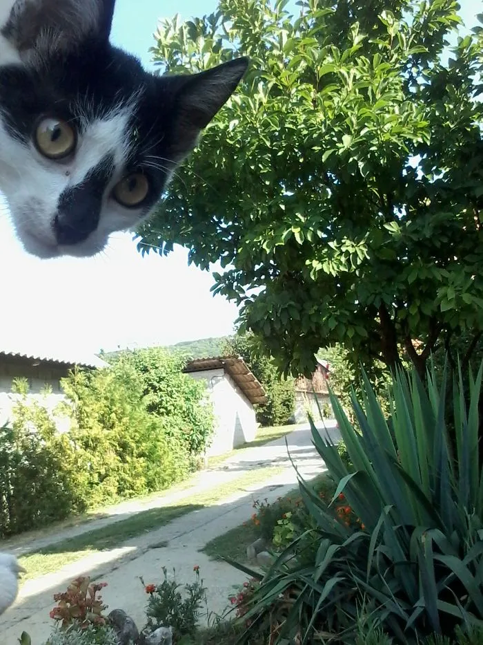 Hey Human What Are You Doing?