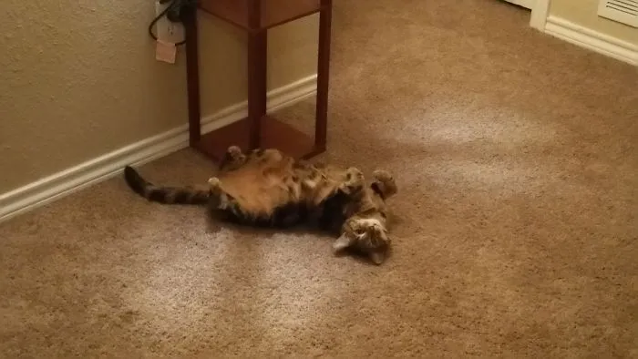 She Lays Like This When The Dogs Are Outside, Winks At You When You Call Her Pretty Girl