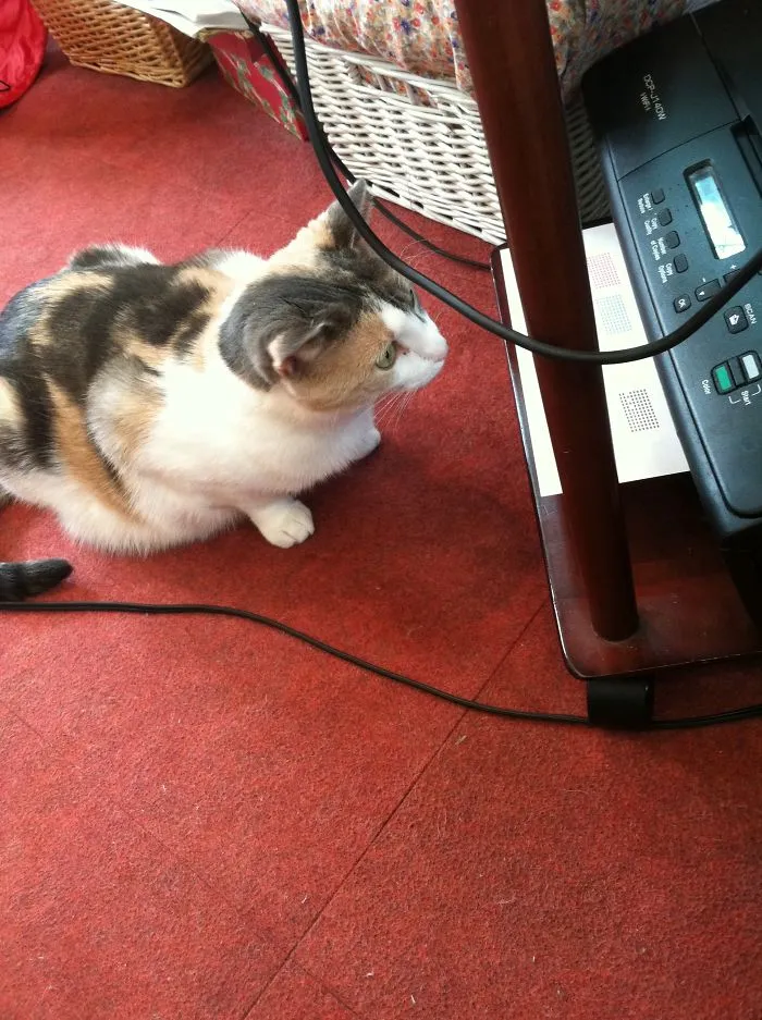 Cirra Hunting The Paper From The Printer
