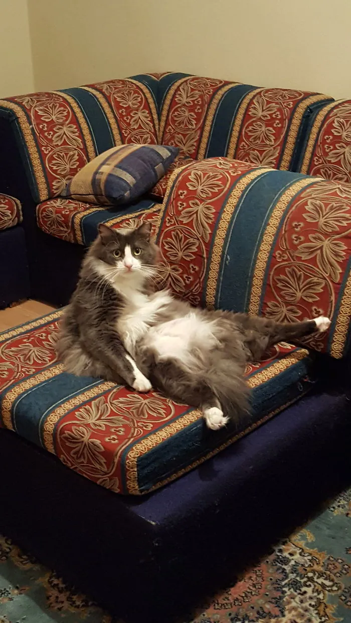 He Freezes Like This When I Catch Him In Grooming Session. You Can Follow Their Adventures On Instagram @miyavandsilvi