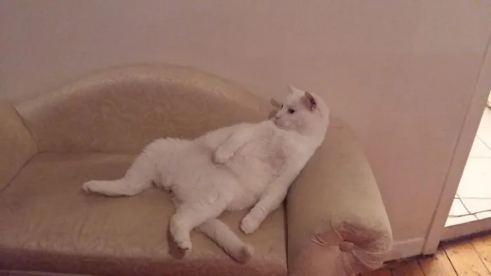 My Chico Watching My Other Cats Fighting For A Ball
