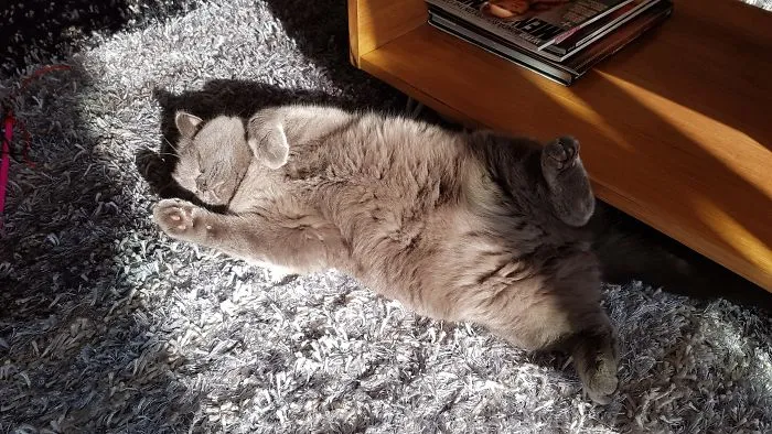 Lounging