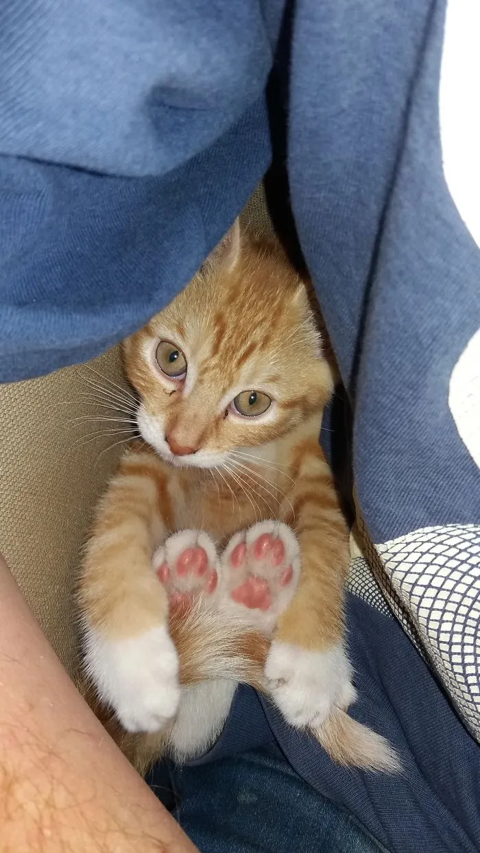 Sitting Tiger