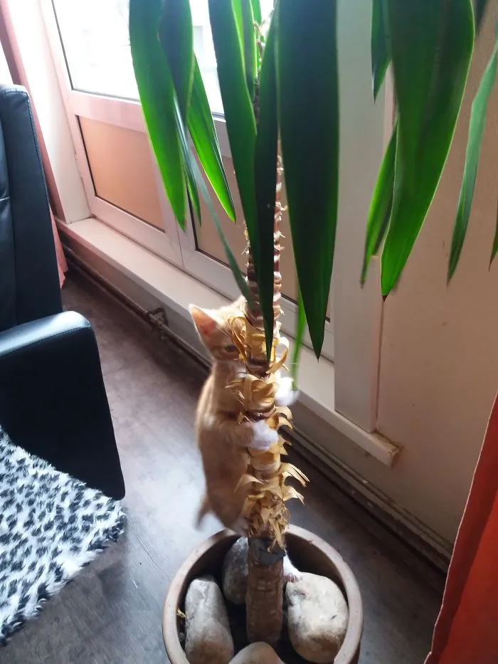 Tiger Climbing Her Yucca