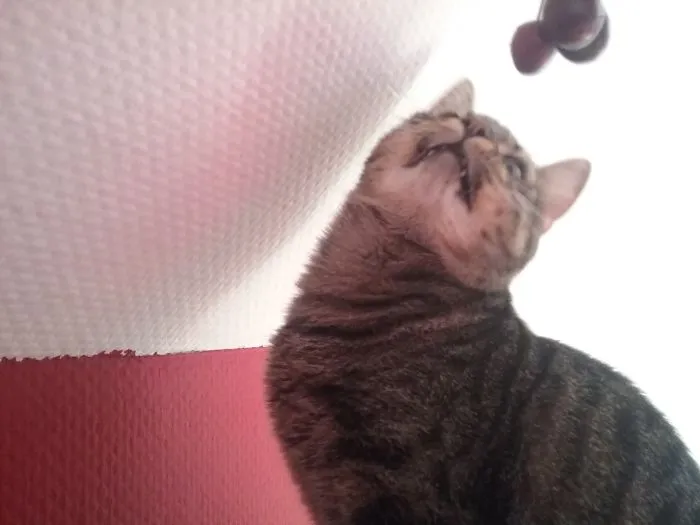 The First Time Cookie Saw Cherrys..
