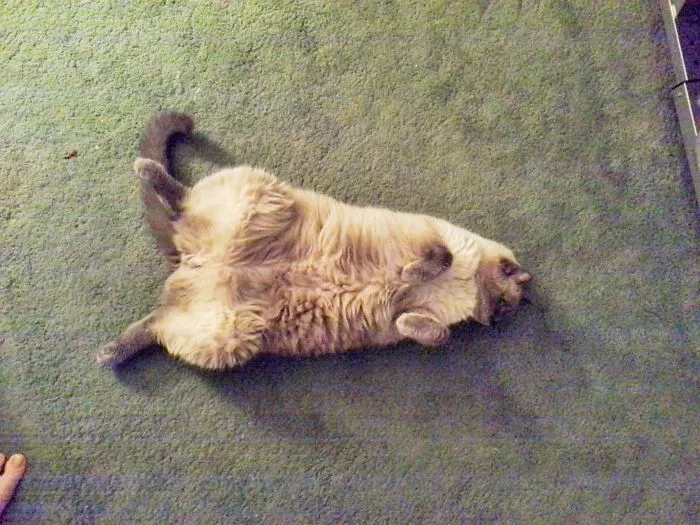 I Will Lay In The Middle Of The Floor And Pretend To Be A Dead Cockroach.