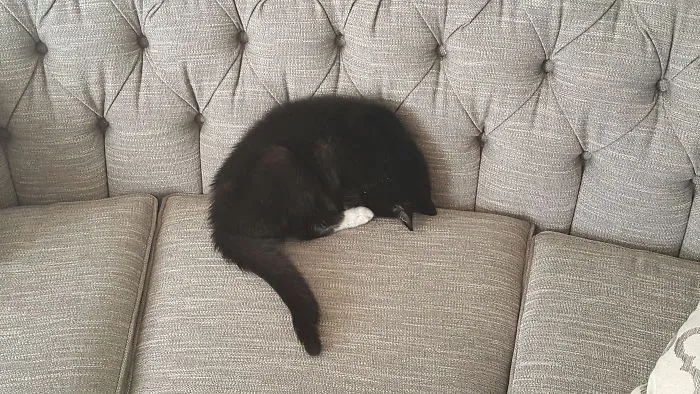 This Is How My Cat Sleeps