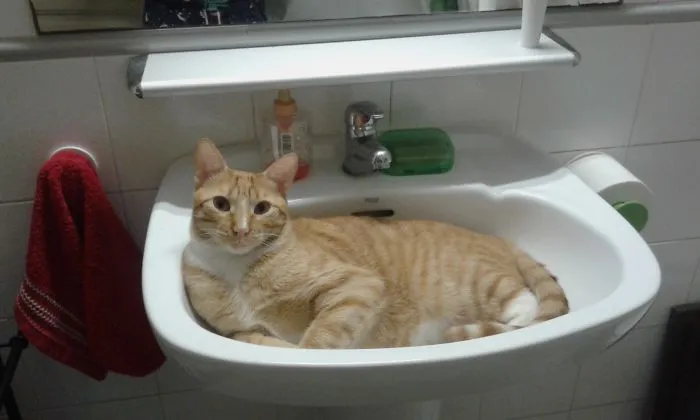 Nap Sink