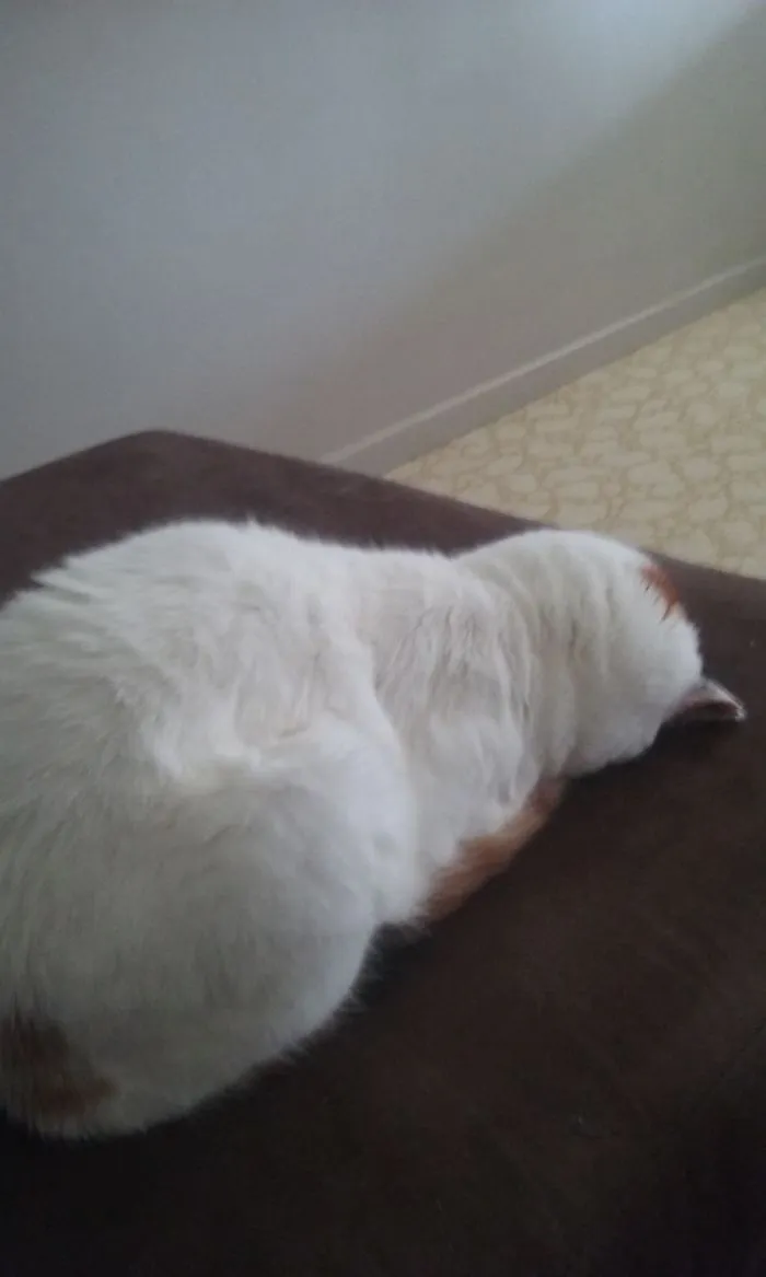 My Girl Ellie Seems To Like Sleeping Like This For Reasons I Don't Know.