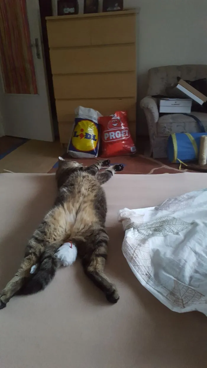 My Little "human"