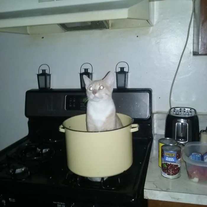 My Cat Likes To Believe He's Dinner.  And Looks Pretty Content About It.