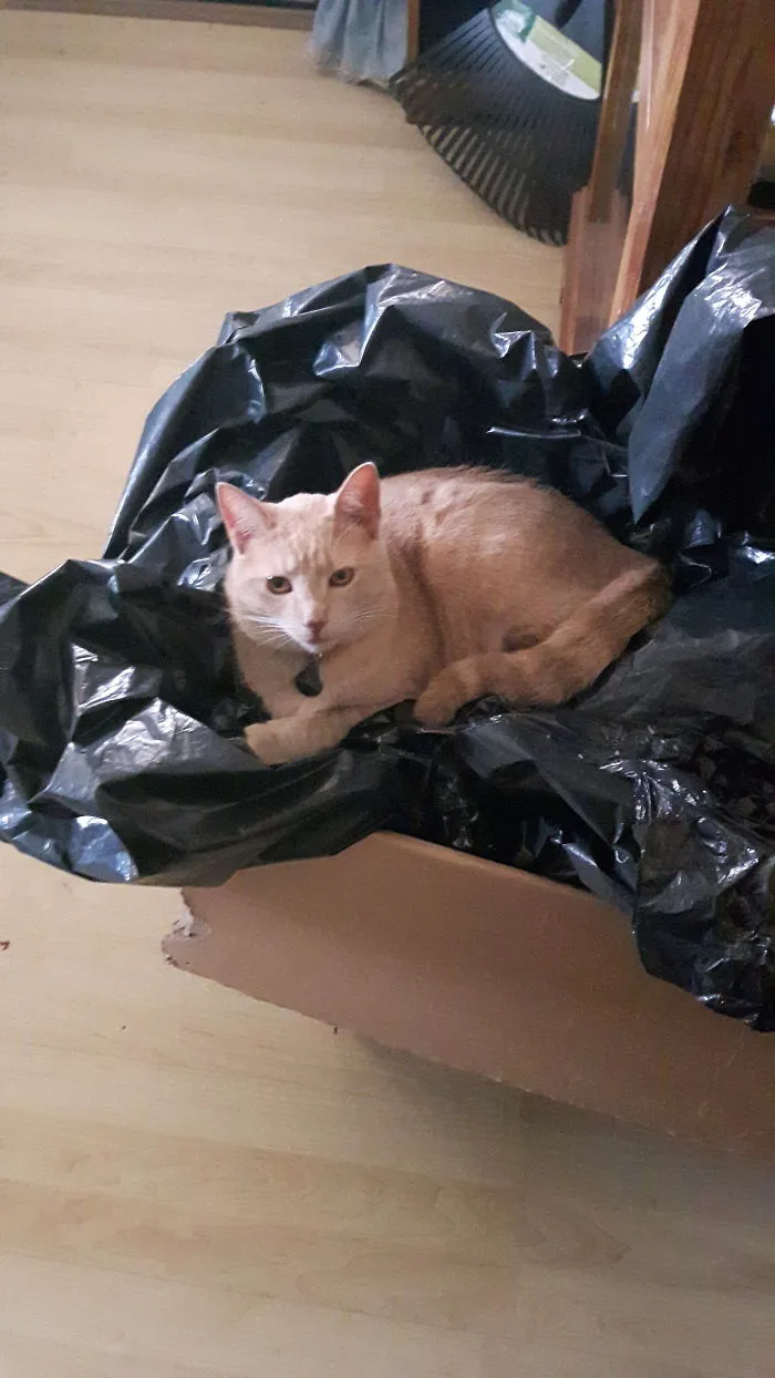 Peaches Loves Linking Plastic Bags!!