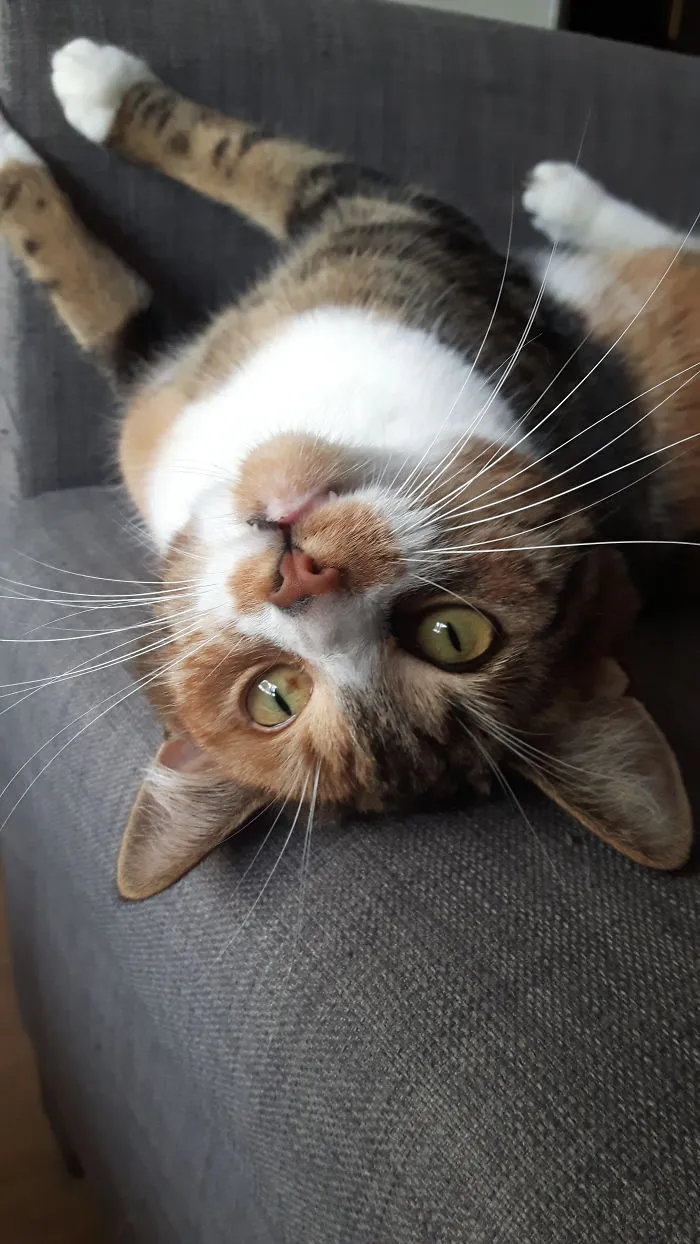 This Is My Cat Nova, She's A Bit Weird Sometimes, But I Love Her
