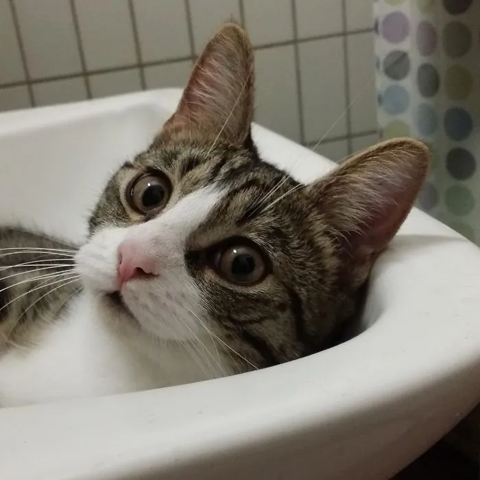 My Cat Follows Me To The Bathroom And Judges My Singing...
