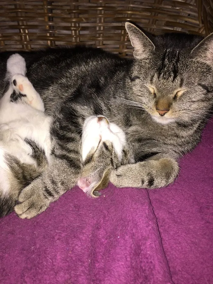 I Don't Like The New Kitten