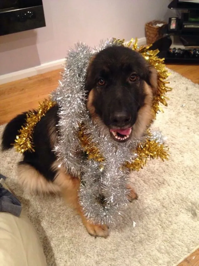 My Doggo Likes To Pretend She's A Christmas Tree