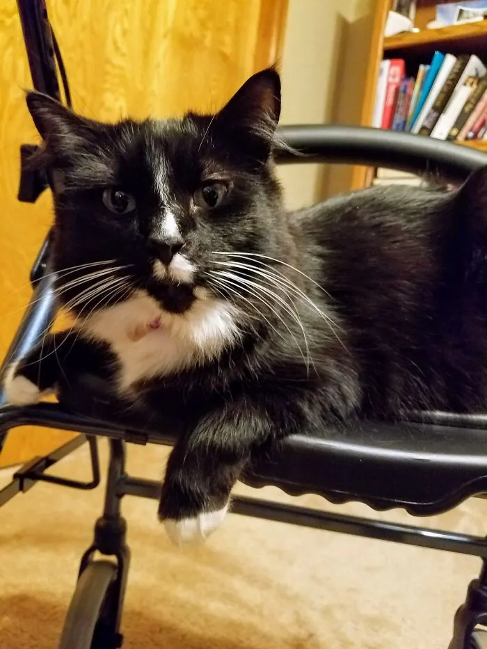 He Likes To Hang Out On My Dad's Walker.  While He's Using It. . .in Fact, He Hops On As My Dad Goes By.