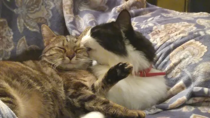 Griffin Has An Eyelid Fetish.  He Nips Them Whenever We Let Our Guard Down.