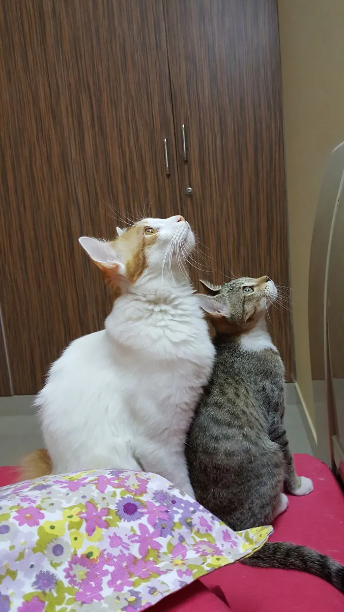 Hey Mr. Tinny Minny Fly Please Come Down We Are Waiting For You :d