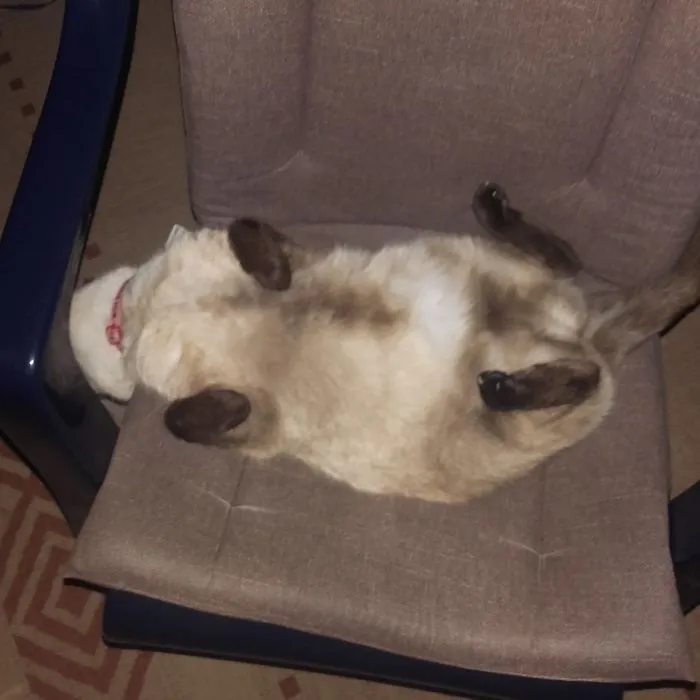 My Cat Sleeps Like This Every Day. I Know She S Weird.