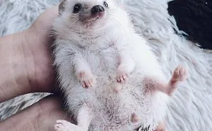 Meet Pokey, My First Hedgehog Pet