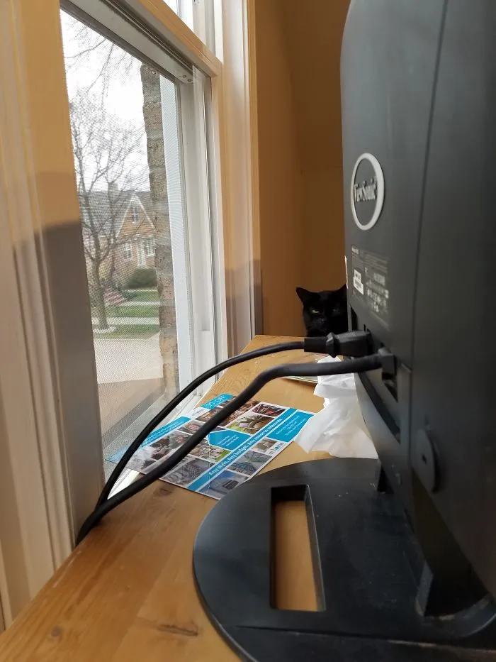 Wire Chewing Cat Is Not Even Thinking About Chewing Wires.
