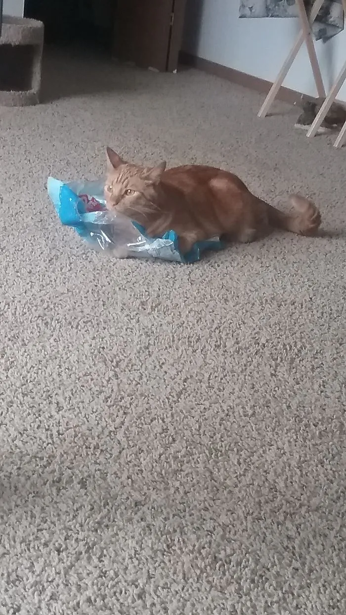My Cat Likes Plastic That Are Water Bottles Come In