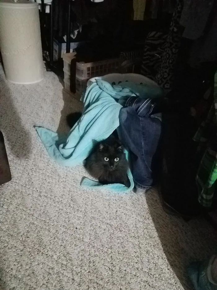 Where Did Minni Go?