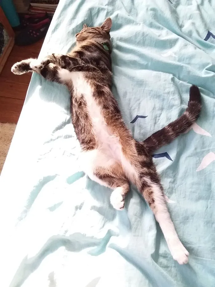 Tree Pose Sleeping