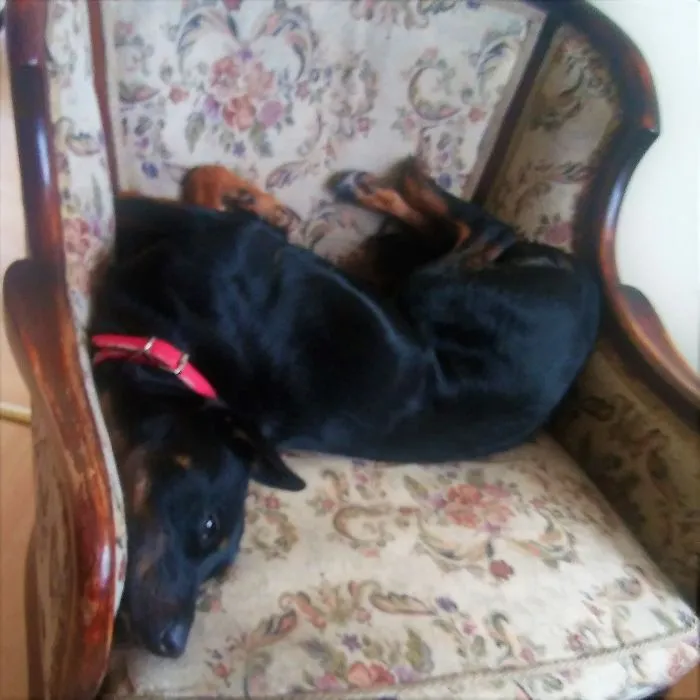 She Refuses To Accept She's No Longer A Little Puppy