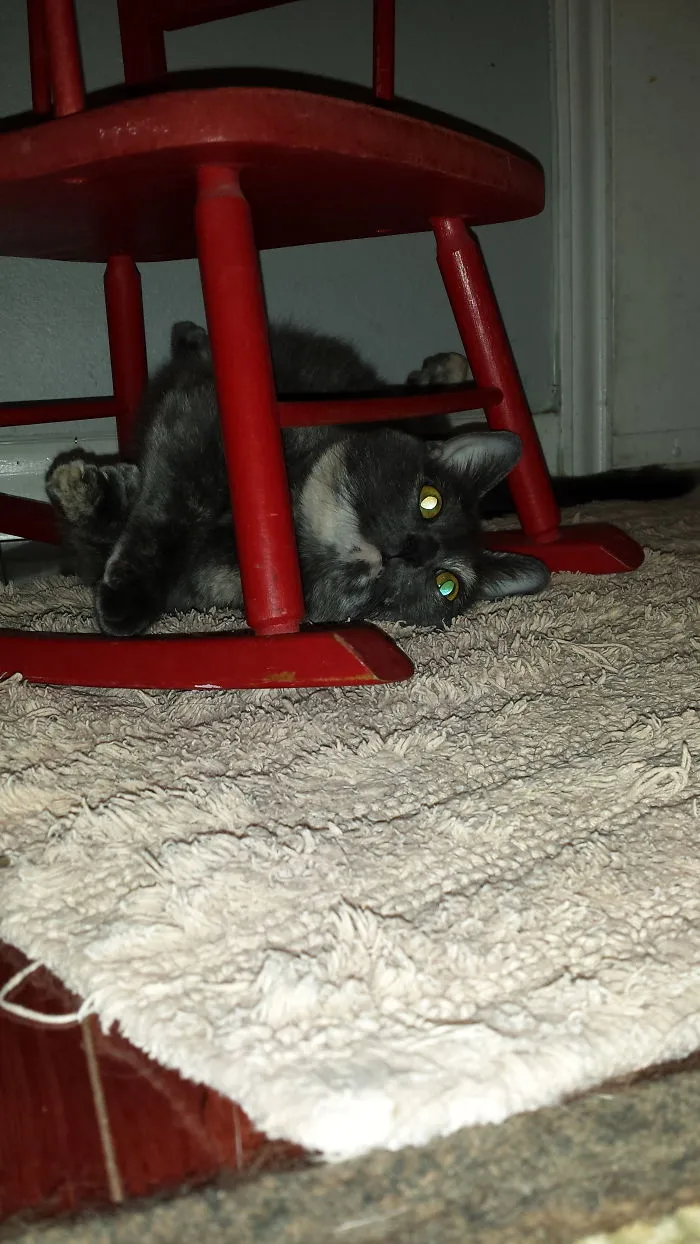 Monkey Being Monkey