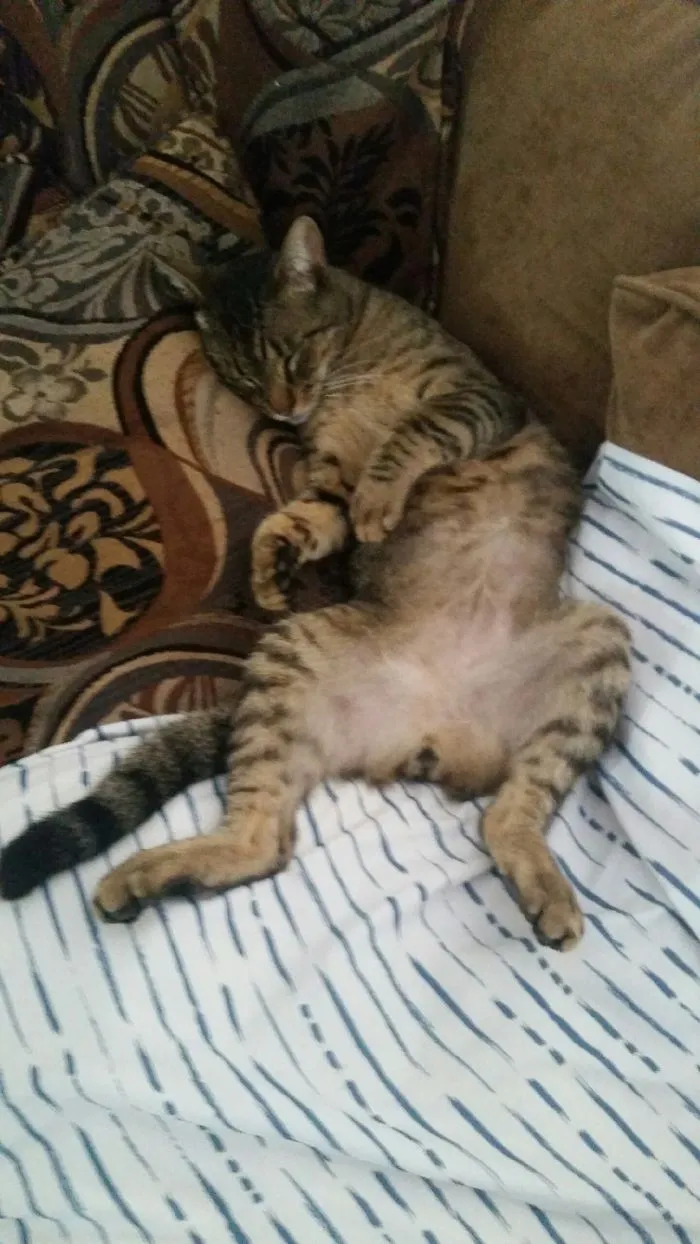 Little Luke  All Worm Out After Escaping And Spending All Night Outside