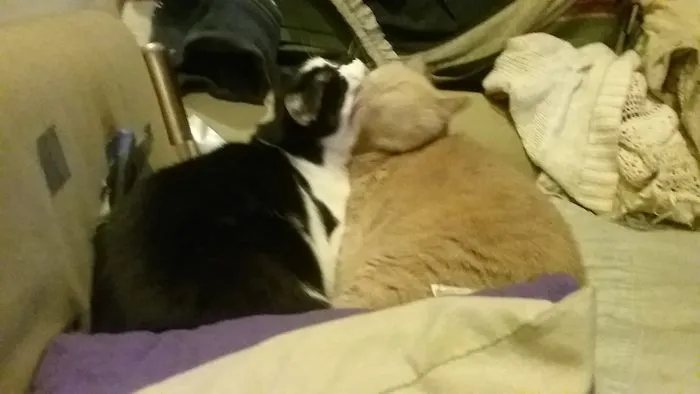 Both Becks & Patchy Bathing​ Eachother At The Same Time, Lol 😊