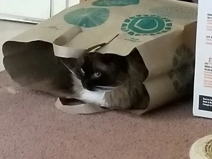 A Cat In A Bag