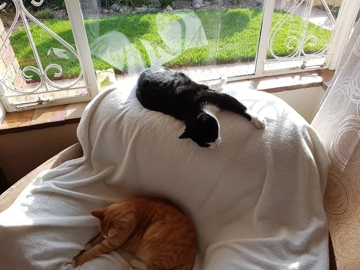 Nugget Loving The Rays And Simba Preferring To Keep His Ginger Complexion Uvb Free ;)