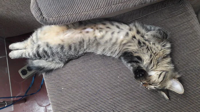 This Is How She Sleeps  On The Couch