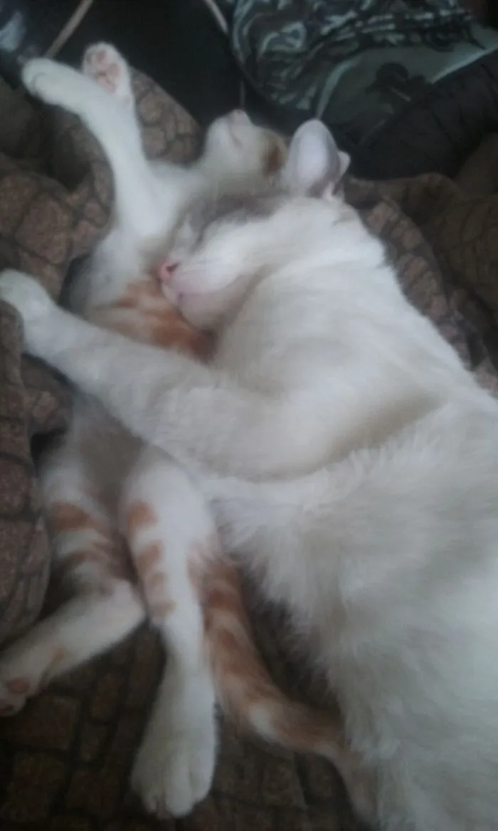 Forced Cuddles By My Cat To My Rescue Kitten