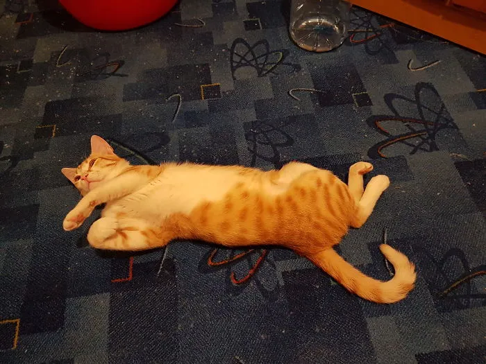 Sleeping Tiger