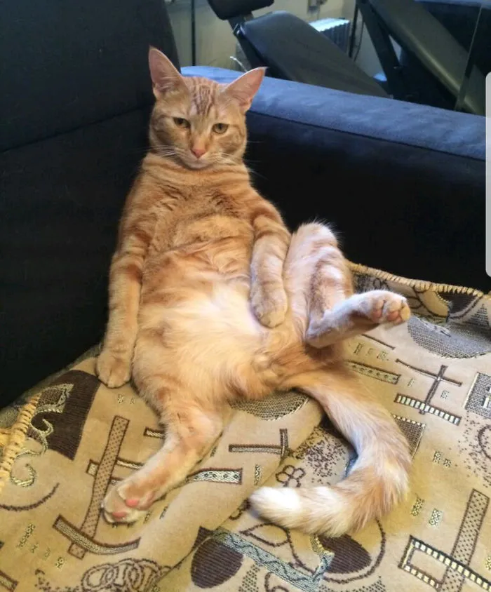 My Cat Markiz